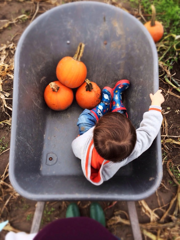 PumpkinPatch